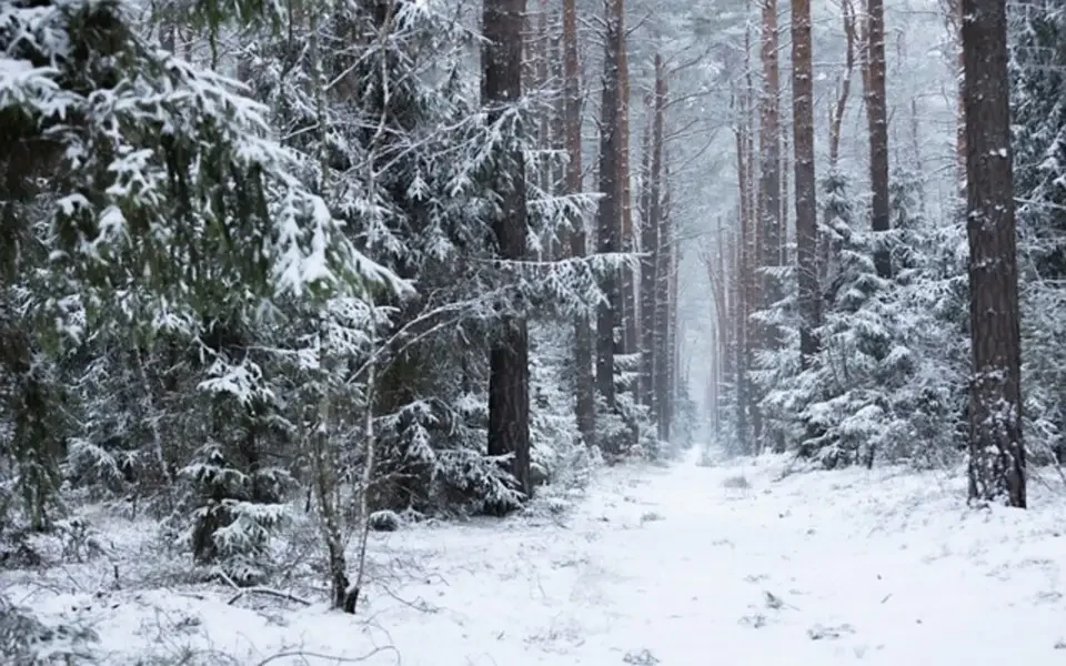 Wyprawa do Baśniowego Lasu, czyli wielkie Święto Leśnych Rodzin